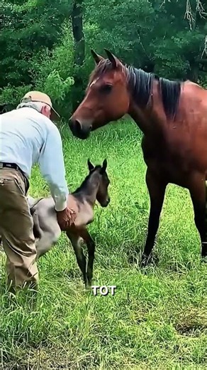 Он спас этого маленького жеребёнка! 🥹🐴
