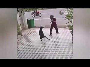Kung fu guy vs dogs