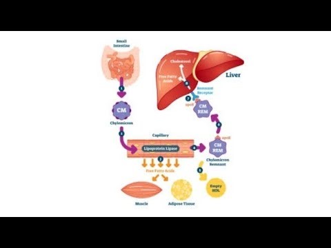 biochemistry unit, 3 part no 1 lipids metabolism