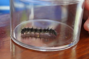 Caterpillar Songs and Poems