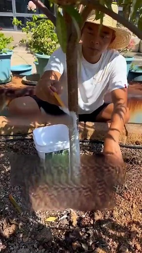 19 reactions | 【Spring Special】Are your trees under attack from...