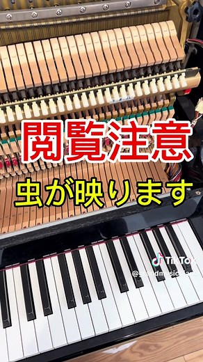 ピアノ内部の害虫事情と対策