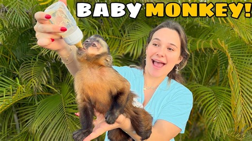 From diapers to discovery - spending a day with baby monkeys