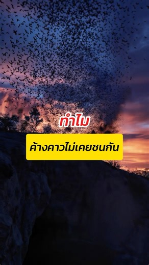 ทำไมค้างคาวไม่บินชนกัน #repast #รีพาสต์ #ความรู้ #วิทยาศาสตร์ง่ายๆ #ค้างคาว