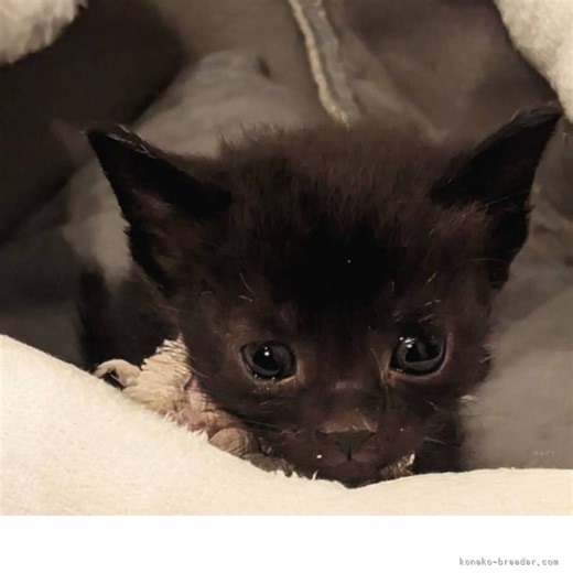 ボンベイ【奈良県・女の子・2026年3月8日・ブラック】ベルベットブラック 女の子①｜みんなの子猫ブリーダー（子猫ID：2604-01252）