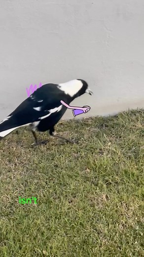 474K views · 13K reactions | Posting this from prison #magpie #graffiti #streetart #animation #birds #aussie | Mr Sam Cotton | Facebook