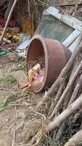 1.4M views · 10K reactions | There are really cute pig friends and dog friends. Dogs. Golden Sun Original | Кыштымский Карлик | Facebook