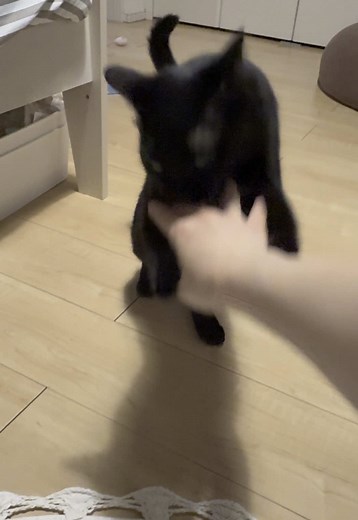 手差し出したらいつも撫でさせてくれるのに両手パンチいかれた🤜🤛