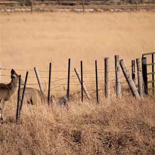 While fences help control livestock and prevent trespassing, fencing can also be detrimental to wildlife, causing untold numbers of injuries and fatalities for migrating species. It’s estimated that the 600,000 miles of fencing in the American West could circle the Earth’s equator 24 times! 📷: A mule deer herd navigating fencing in Montana #muledeer #deer #wildlife #conservation | National Fish and Wildlife Foundation