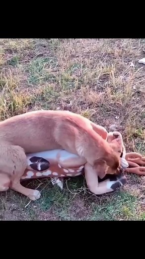 Heartbreaking, she was handicapped #fyp #dog #streetdog #love #reels #adoptadog #homelesspuppy #poordog #rescuedogs #dogloversofinstagram | Homeless Puppy