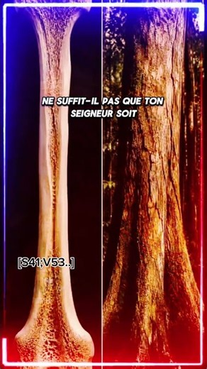 Les miracles d’Allah : des signes qu’aucun ne peut nier