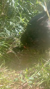 This lady has sat on quail eggs that were in lockdown during a freezing storm when we lost power and saved many many eggs from incubators when we’ve lost power. She has raised many chicks from incubators as well! #backyardchickens #chickens #chickensofinstagram #homestead #homesteading #farm #farming | The Hot Mess Homestead