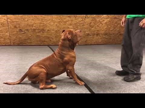 TOP DDK9 training moments!