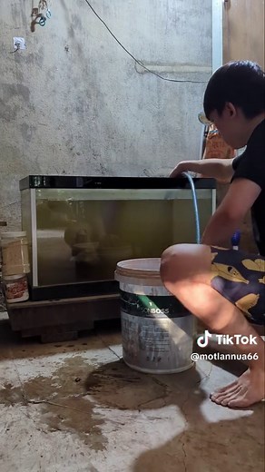 Explore the Sun Turtle in Aquatic Environments