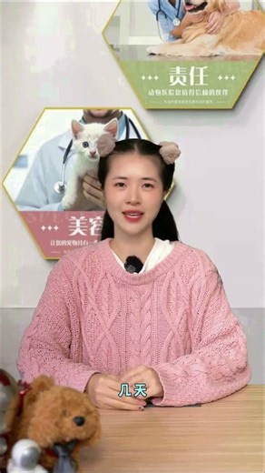 Perfect Cat: The Ultimate Pet with No Flaws