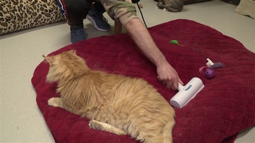 Testing the Schticky Pet Hair Remover | Does It Really Work?