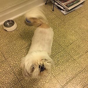 UPDATE (03/07): This little one is headed home team!!!!!! A wonderful ending to this story. Thank you all for your help spreading the word, we couldn't do this without you!! PLEASE SHARE! Found dog! This Shih Tzu was found on Tuesday, March 6 in Jamaica, Queens, NY. Please call (917) 983-2478 with any info! Follow this dog's Story here → https://fs.do/X4oZmb | Shadow