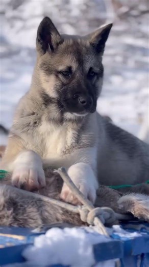 Addicted to this life 🤩 #mountains #greenland #greenlanddog