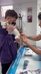 Nikki the Chihuahua: Hates Syringes 😅