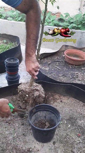 Neem Plant Transfer #boscogardening #garden #ihavethisthingwithplants