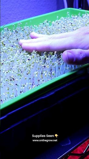 🌱 BEAUTIFUL Soilless Spicy Salad Microgreens: Growing Without Soil!