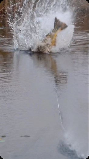 5.1K views · 595 reactions | The golden destruction machine in super...