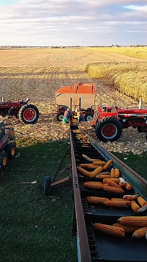someday we're going to be done with ear 🌽🌽🌽 #smallfarming #earcorn #crib #fill #sendit #farm #farmtok #corncrib #grain