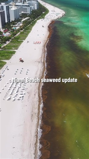 Miami Beach seaweed update — Still gross