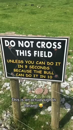 Irish Cow Banter: If British Cows Had Accents Joke