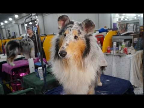 "Sawyer," The Rough Collie at the 150th Westminster Kennel Club Dog Show 02/26