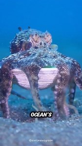✨Octopus: Master of Disguise ✨🌊 The octopus is one of the ocean’s smartest creatures, famous for its ability to change color, texture, and shape in seconds. By blending seamlessly with rocks, coral, and sand, it can hide from predators and surprise its prey—making it a true underwater illusionist. #fblifestyle #seacreatures #camouflage #WildlifeFacts #underwaterworld | All About Animals