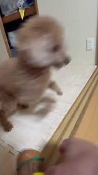 ビックマック大好き犬#doglif #doglove #dogshorts #トイプードル #お散歩 #散歩 #散歩犬 #犬のいる生活 #高津区溝口美容室ajaama #癒し #ビックマック#ハーデス