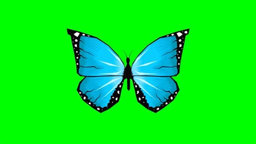 Butterfly, Insects, Flapping Wings. Free Stock Video