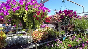 Stop by Bloomers Nursery located in the Rosaures parking lot tomorrow, June 7th, and Saturday, June 8th, to cash in your Bloomers Bucks before they close up shop for the season. | Dailyfly News