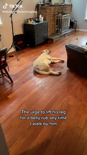 The King deserves all the belly rubs 👋🏻🦮 #dogsoftiktok #puppy #labrador