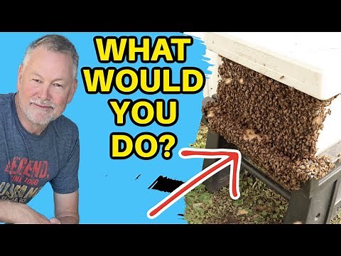 Beekeeping: Which Hive Swarmed? How to Keep It Home