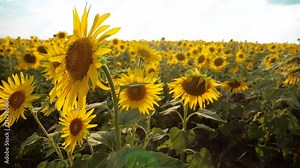 beautiful sunflower Helianthus field of yellow flowers on lifestyle a background of blue sky landscape. slow motion video. a lot of sunflower - a large field of agriculture. collection of biomass oil