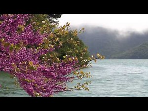 Canon XC15. Тест видеорежима