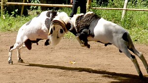 6.6K views · 100 reactions | Natural Animals - The Classic Headbutt Of A Sheep When Fighting ------------------------ #wildlife #wildanimal #animalvideo #animalfight | Natural Animals | Facebook