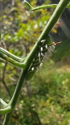 Braconid parasites on hornworm observations with Paul #garden
