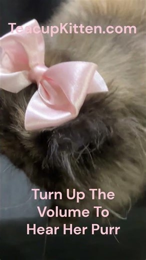 Teacup Persian Kitten Purring