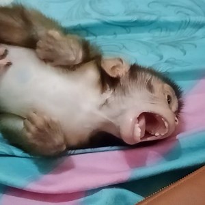 Angry crying! Baby monkey need mom hug him and comfort try shout crying loudly. | Barry Winfrey