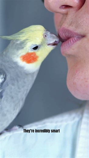 5 Fun Facts About Cockatiels You Might Not Know