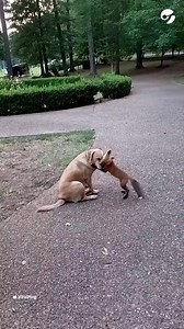 Un zorro rescatado vuelve a jugar... y lo hace con sus amigos perros. "Mi suegro rescató a un zorro bebé. Después de que estuvo saludable, lo liberó en la naturaleza, pero regresa todas las mañanas y tardes para jugar con los perros con los que se unió. Su nombre es Zoey", contó el hombre que lo grabó. | Clarín