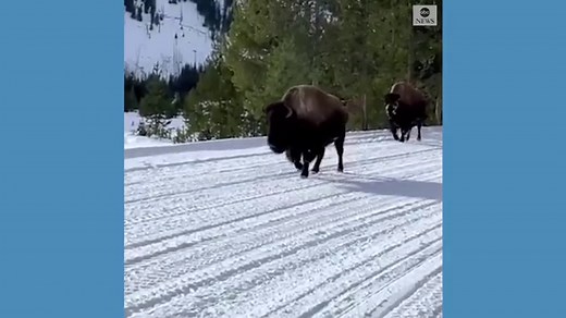 Group encounters bison at Yellowstone National Park