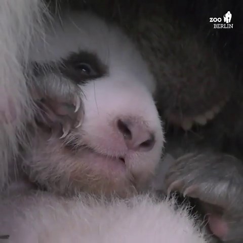 Adorable Panda Cubs Bonding With Mom in Berlin Zoo
