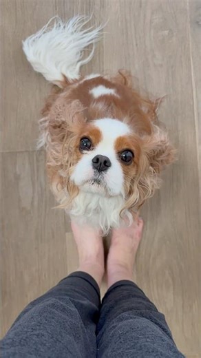 Don’t Make Eye Contact With a Cavalier King Charles Spaniel