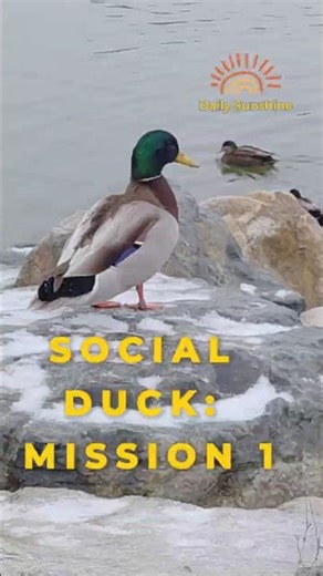 Front Row Seats: An Introverted Duck’s Social Breakthrough