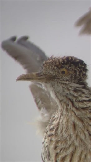 Bison returns to Denver Museum of Nature and Science