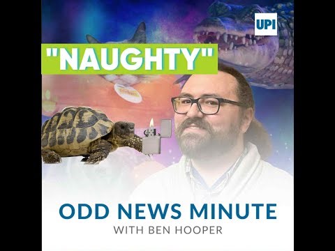 Ball python on the loose in Massachusetts